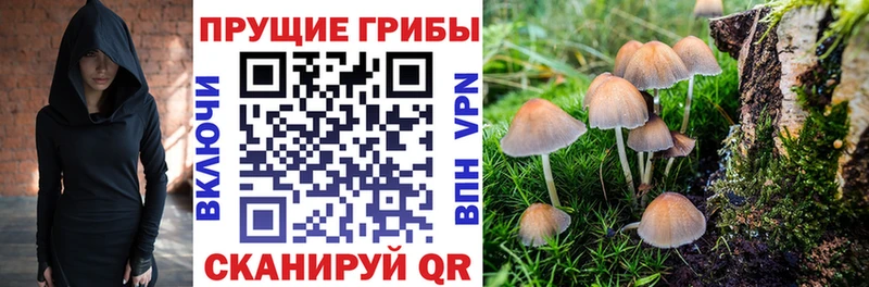 как найти закладки  Чекалин  Псилоцибиновые грибы GOLDEN TEACHER 